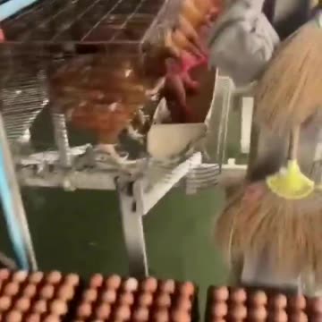 Allevamenti integrati.