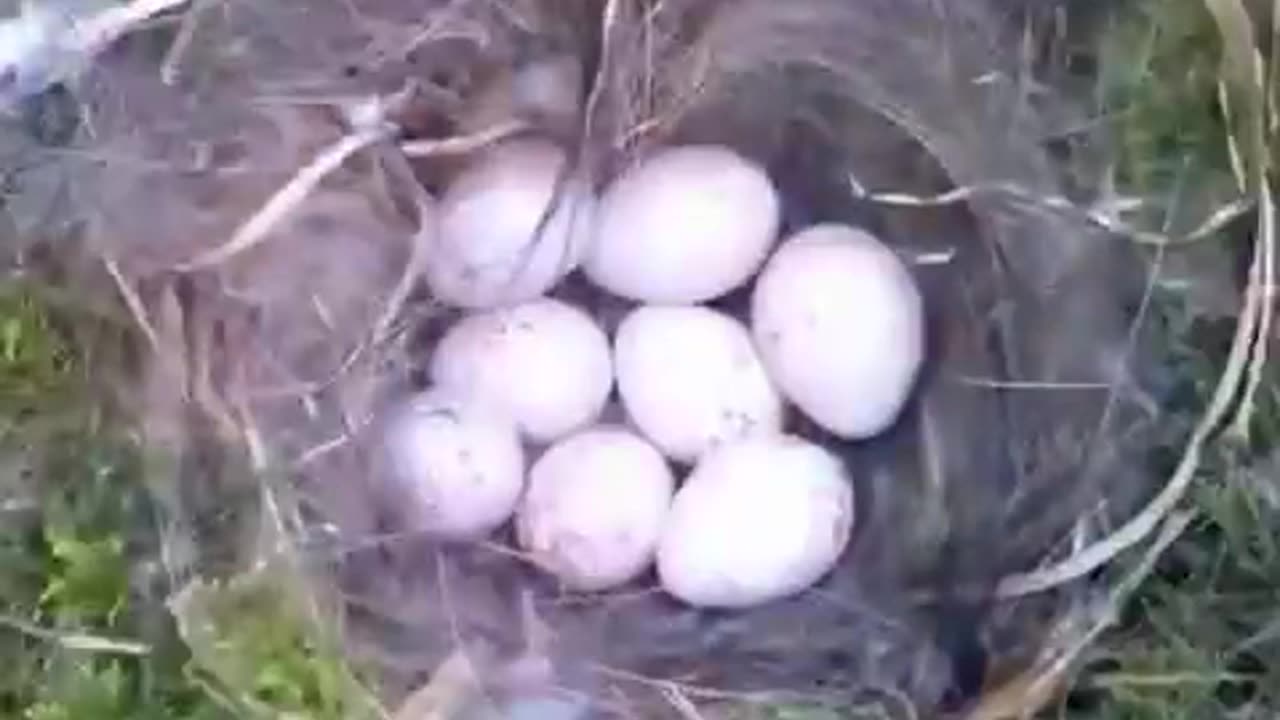 A camera recorded from start to finish how a bird built its nest and had its chicks