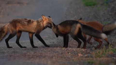 Newfoundland Foxes