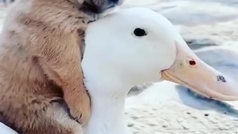 Funny Animal video