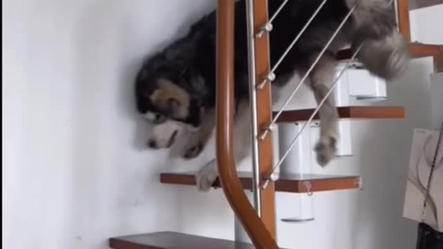 funny husky dog