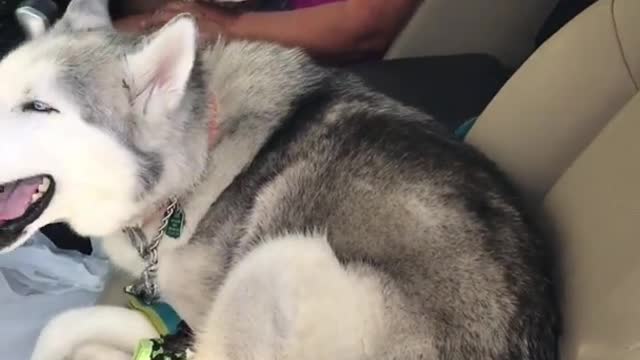 This Stubborn Husky Refuses to Give Up the Front Seat|#shorts