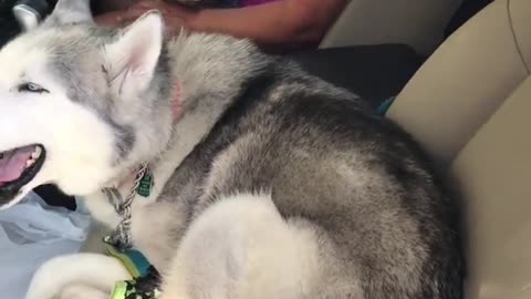 This Stubborn Husky Refuses to Give Up the Front Seat|#shorts