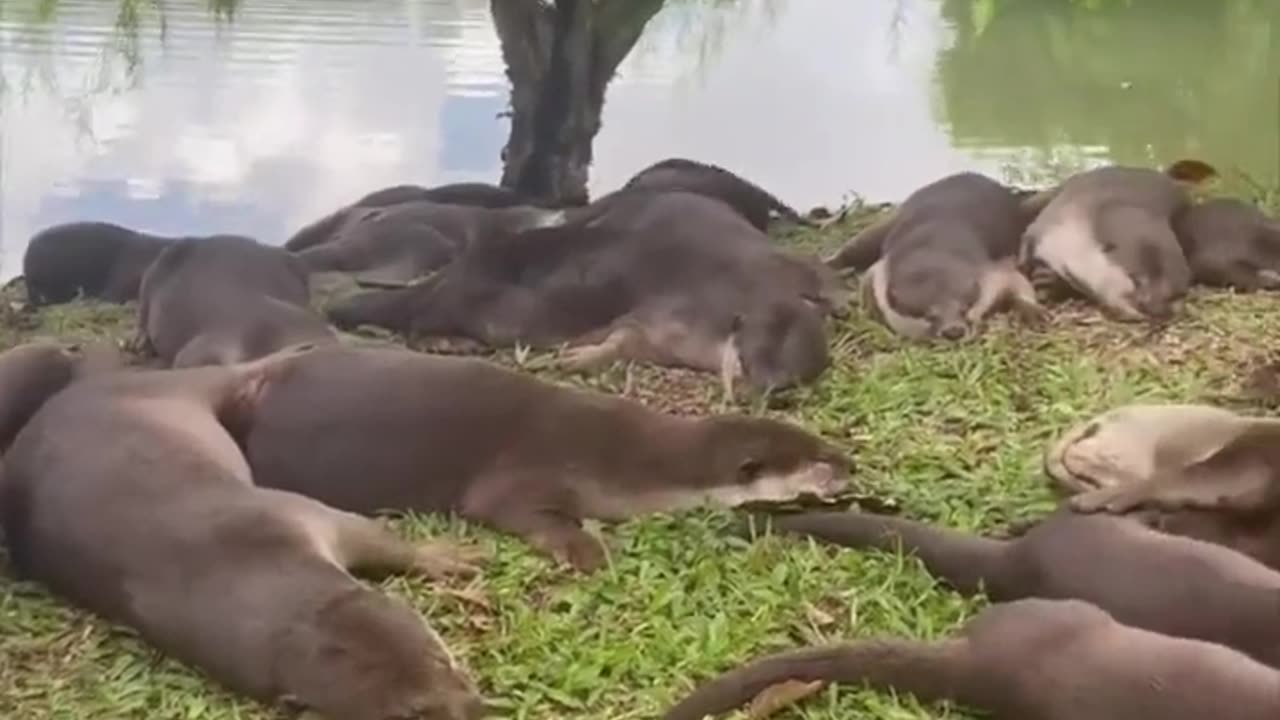 Otter Slumber Party