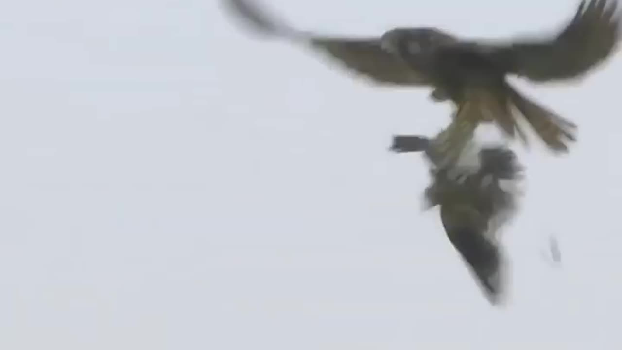 Peregrine falcon's dizzying dives at 240 mph