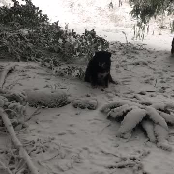 Getting the mail on a snowy day
