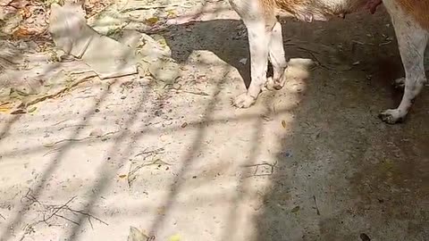 Stray Dog's Head Freed From Plastic Jug