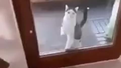 Open the door, I won't go in.