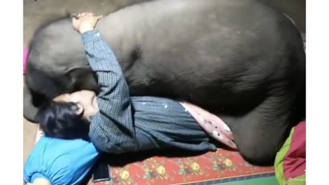 Animal lover