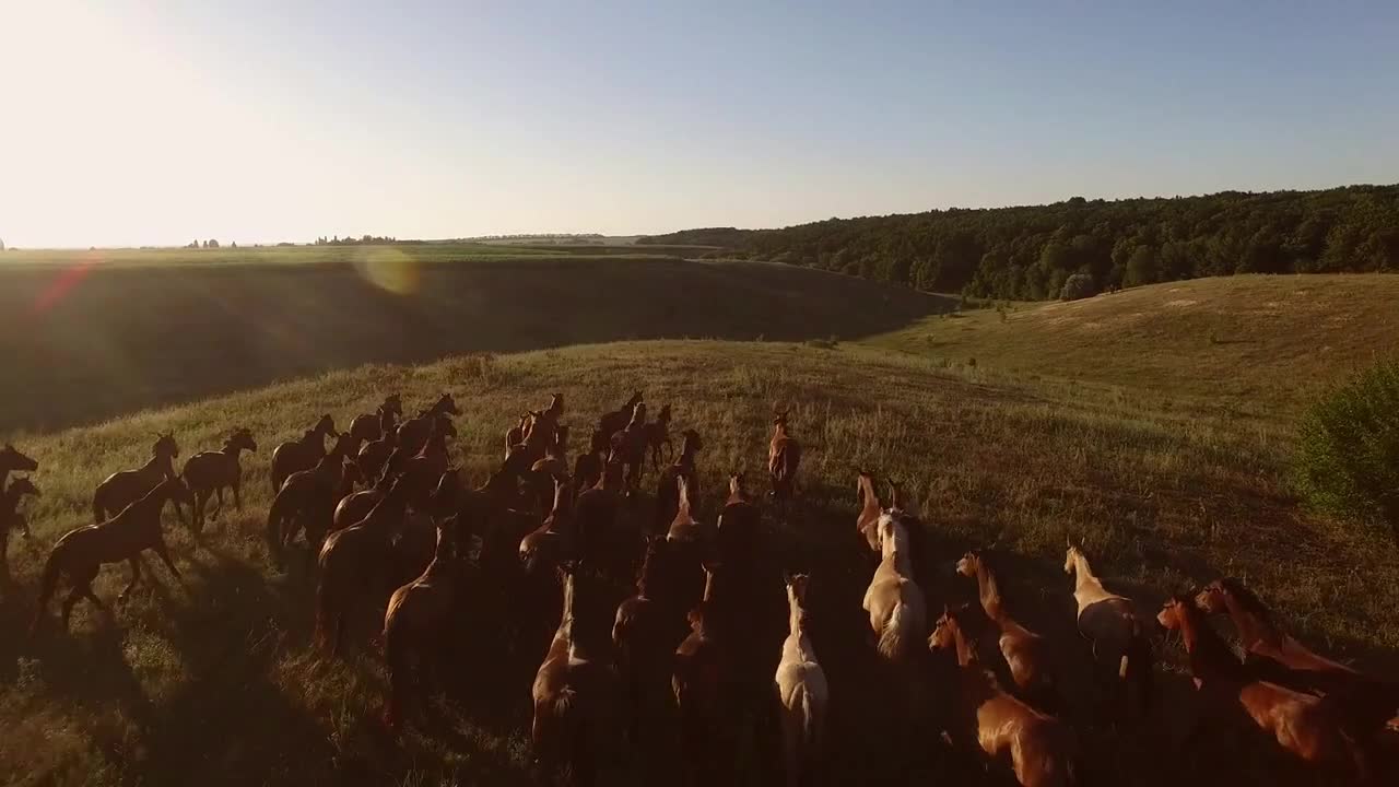 Running herd of horses. Horizon and light sky. On the way to dream