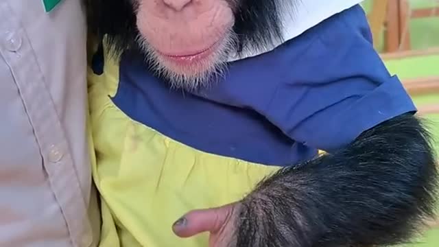 Baby chimps eat grapes