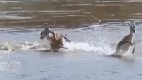 Is it a crocodile?