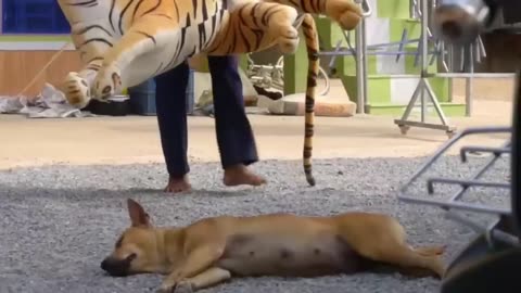Torll prank dog funny $ fake lion and fake tiger prank