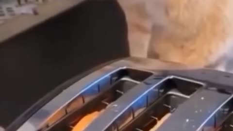 Gatos sapecas