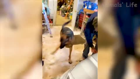 Best Funny Animal Videos 2021 and 2022 😺 - Funniest Dogs And Cats Videos 🤣