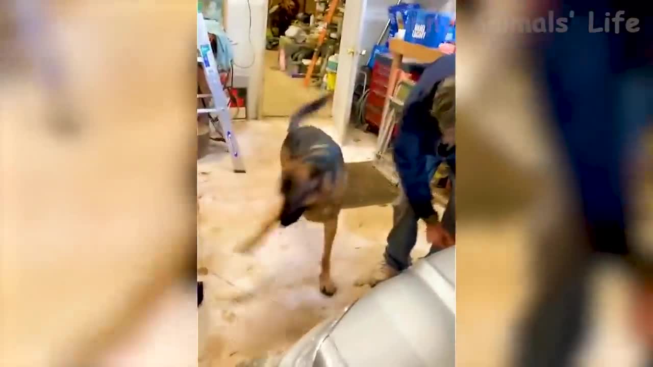Best Funny Animal Videos 2021 and 2022 😺 - Funniest Dogs And Cats Videos 🤣