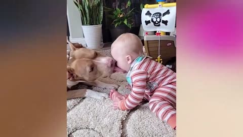 New Funny Animals Video 2023 _ Funniest Cats and Dogs Videos _ New Funny Video Of Cat And Dogs