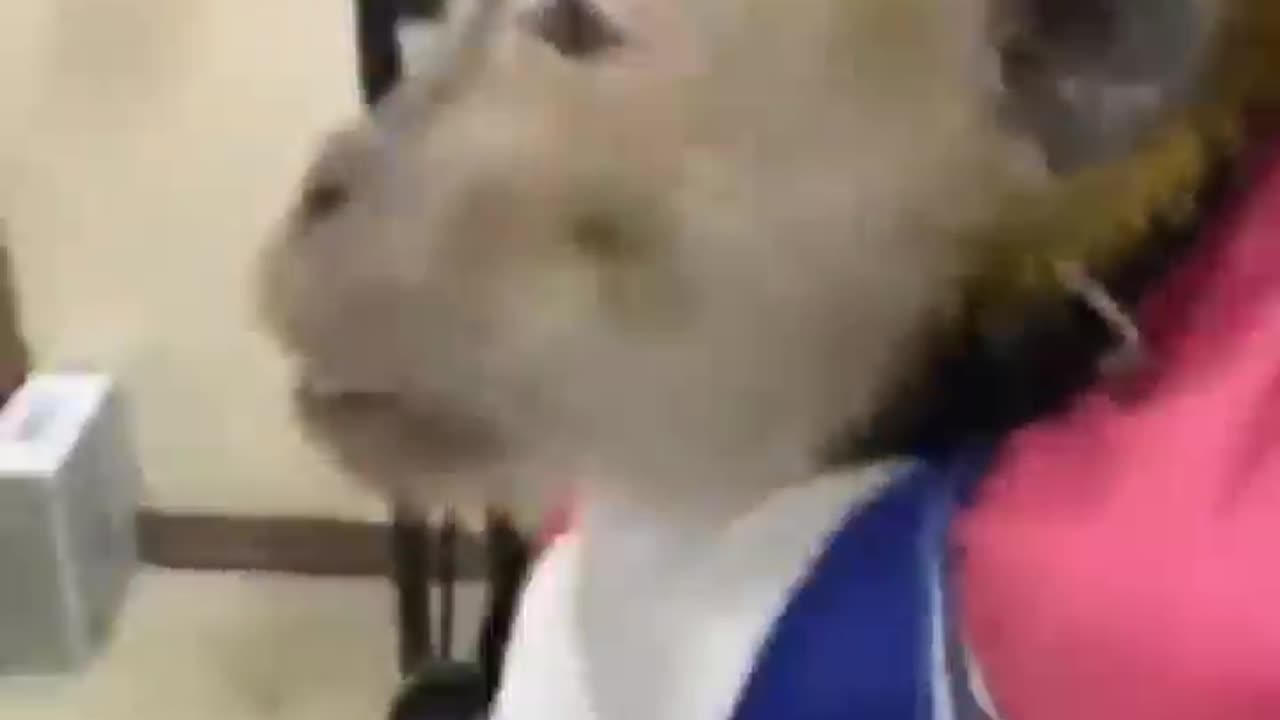 Monkey funny video|| πΈπ