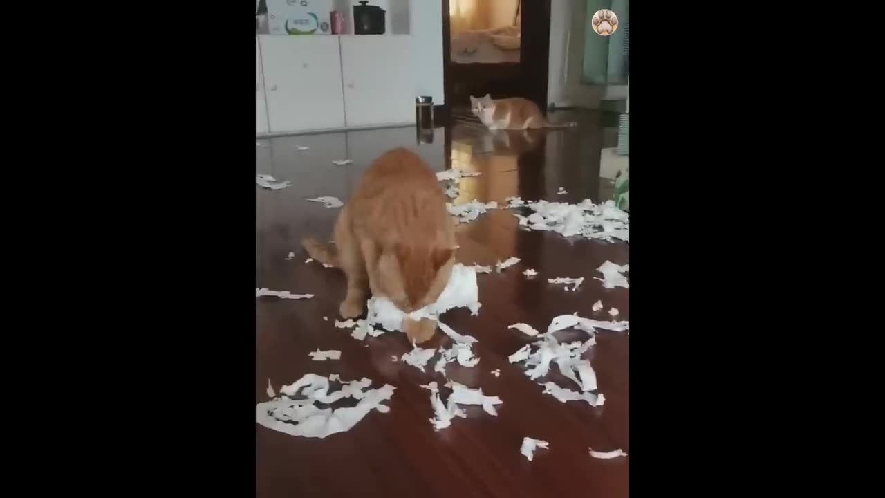 New Funny Animals 😂 Funniest Cats and Dogs Videos 😺🐶