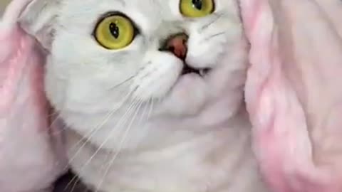 Cute cat quarrels
