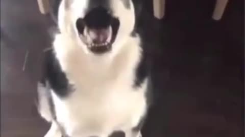 DOG ARGUES & SHOUTS AT HIS OWNER