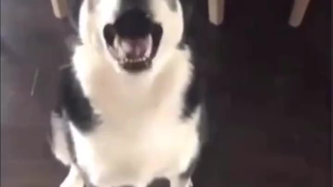 DOG ARGUES & SHOUTS AT HIS OWNER