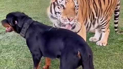 The busiest tiger in the zoo is domineering
