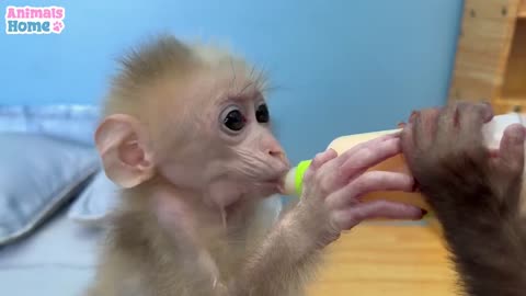 Bibi helps dad takes care of baby monkey