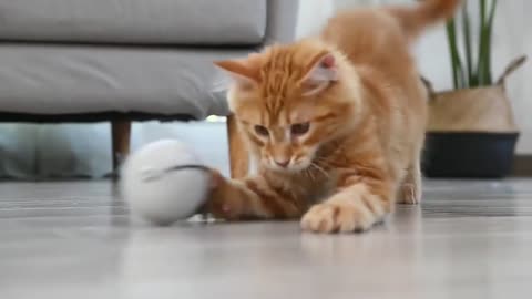 CAT TOY - LIGHT BALL
