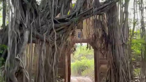 Wildlife in closer view with a natural perspective.