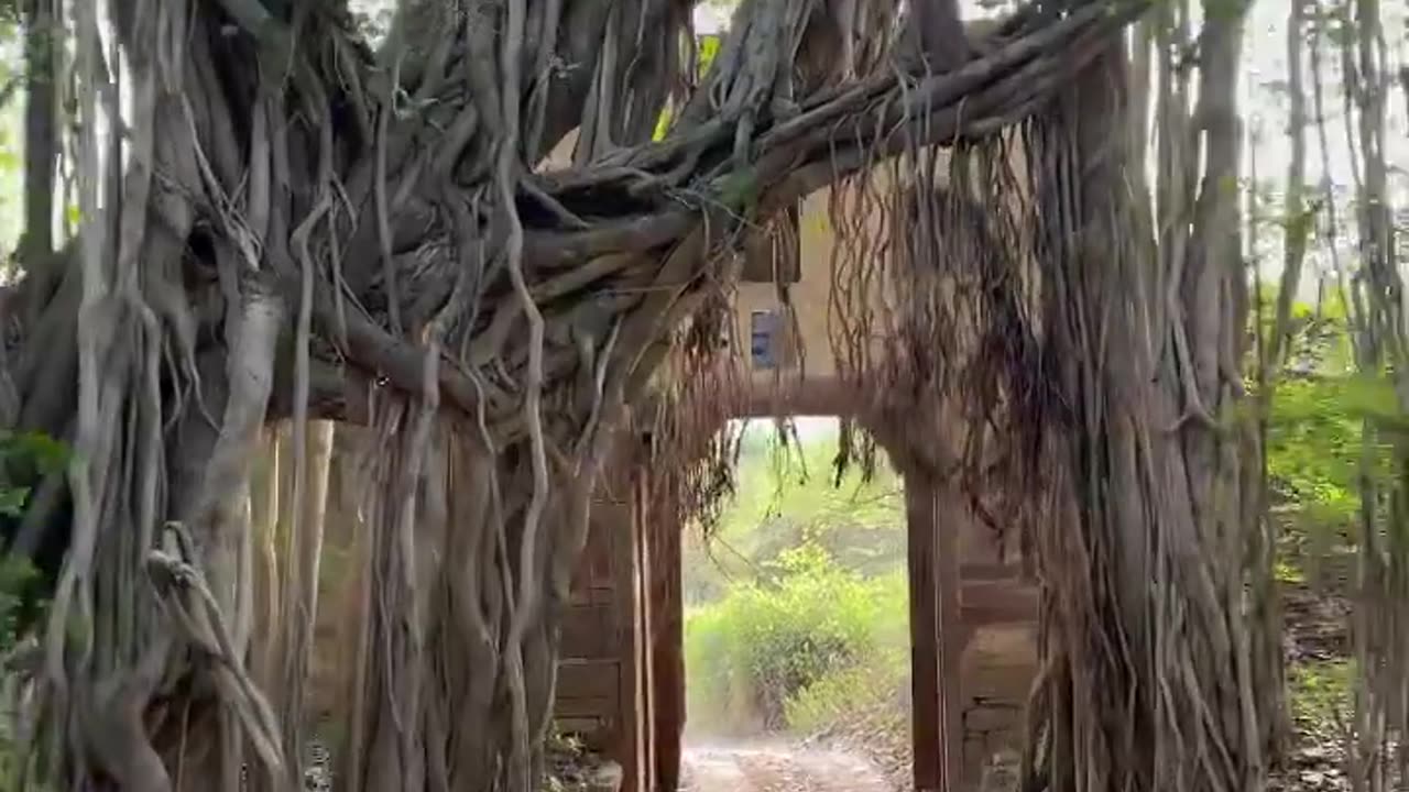 Wildlife in closer view with a natural perspective.