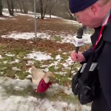 Racist Found…. Honking!