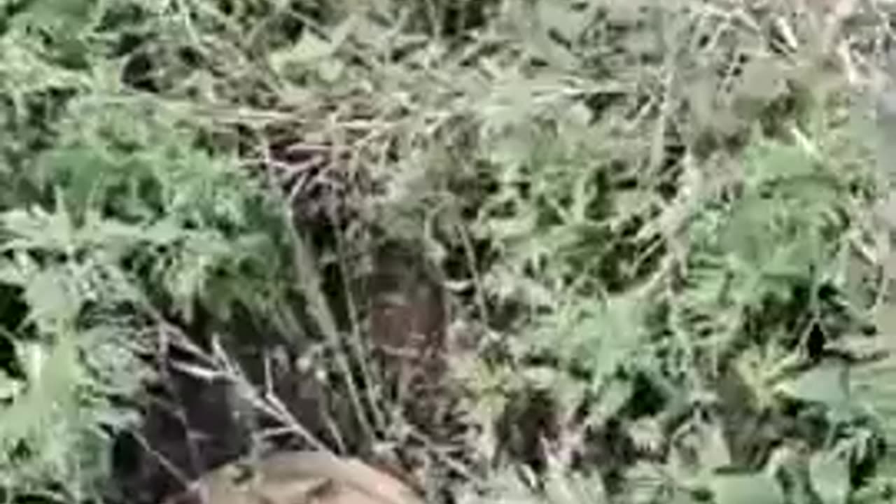 Ukrainian soldiers in Zaporozhye - amazing adventures in the Russian minefield.