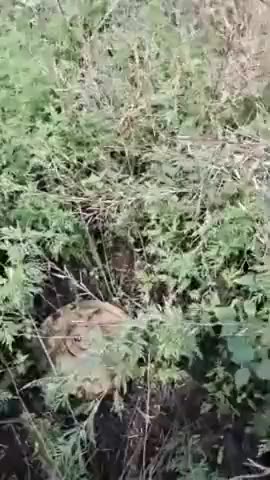 Ukrainian soldiers in Zaporozhye - amazing adventures in the Russian minefield.