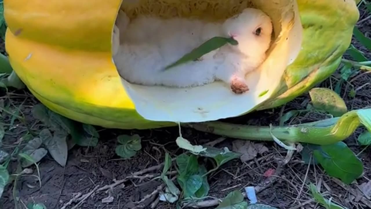 Cute rabbit