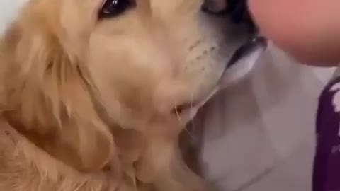 Cuteness overload dog gives kisses to a baby