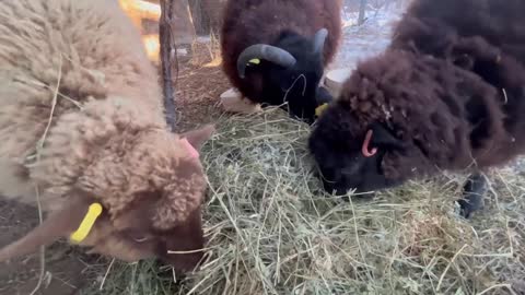Feeding Time for the Shetland Sheep