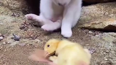 Cat Helping