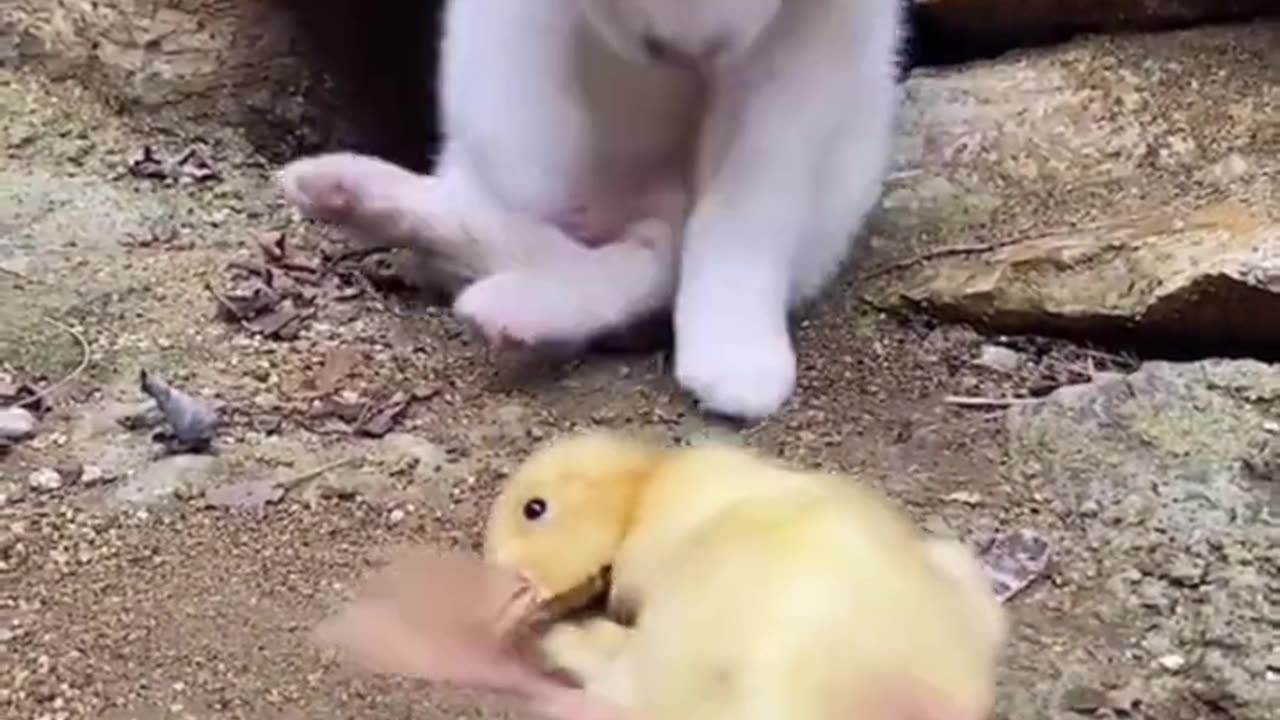 Cat Helping