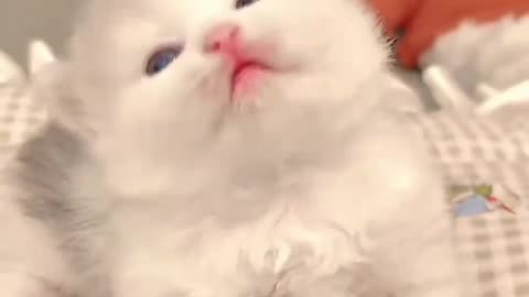Baby cat beautiful