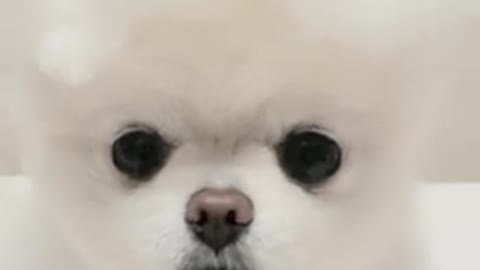 Very funny Pomeranian dog