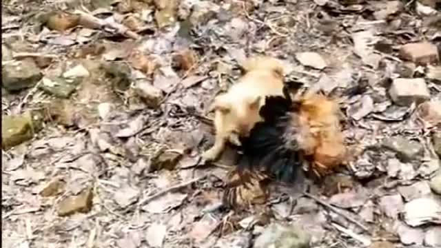 Funny Animal Video | Funny Video