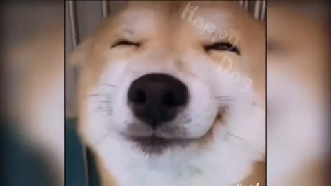 New Funny Videos 2023 😍 Cutest Cats and Dogs 🐱🐶 Part 19