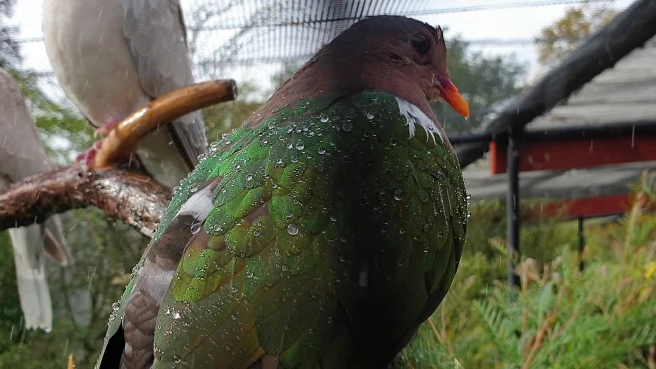 A bird is enjoying the rain