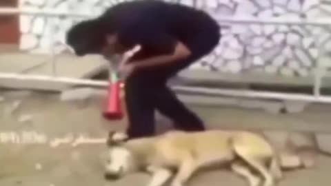 Funny animal videos compiletion