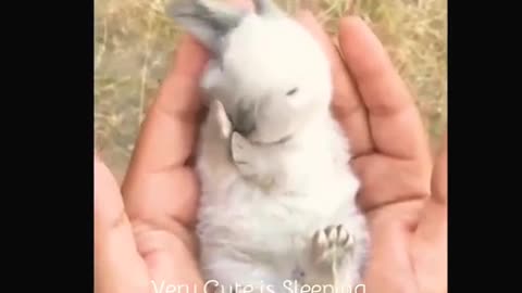 Baby animals cute moments😍😍