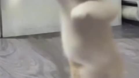 Dancing Cats to become Rich CAT