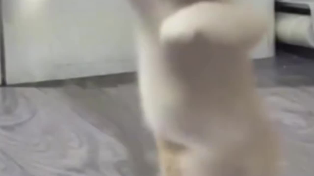 Dancing Cats to become Rich CAT