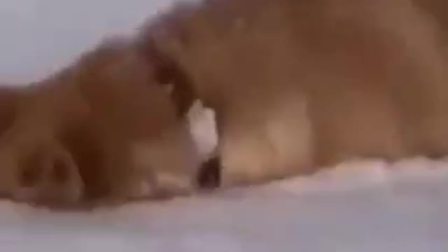 PAPA DOG LOVES SNOWWW!! OMG 锔忥笍锔忥笍锔� SO CUTE 锔忥笍 #SHORTS