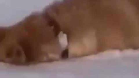 PAPA DOG LOVES SNOWWW!! OMG 锔忥笍锔忥笍锔� SO CUTE 锔忥笍 #SHORTS